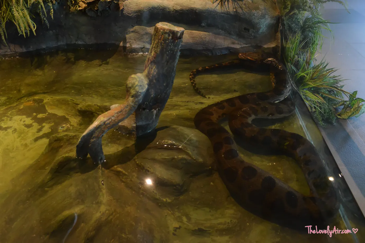 siam serpentarium