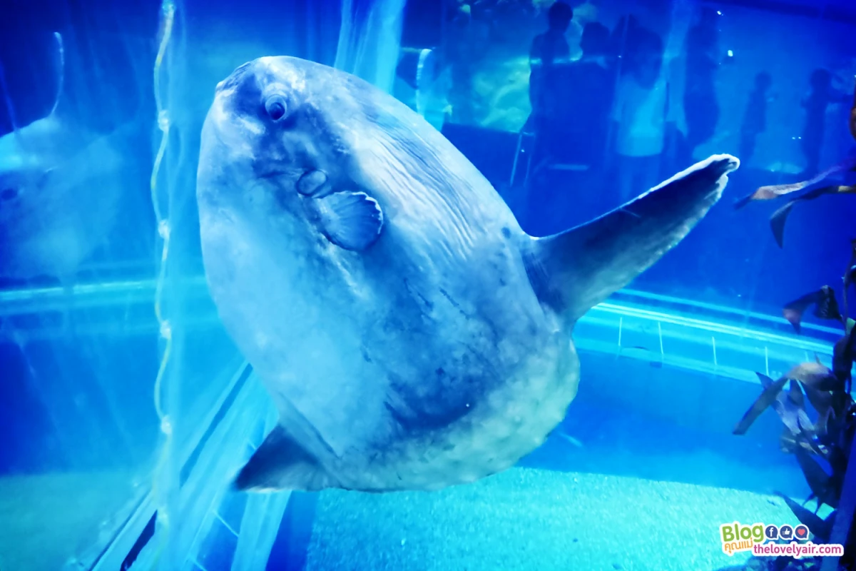 Osaka - โอซาก้า - TheLovelyAir