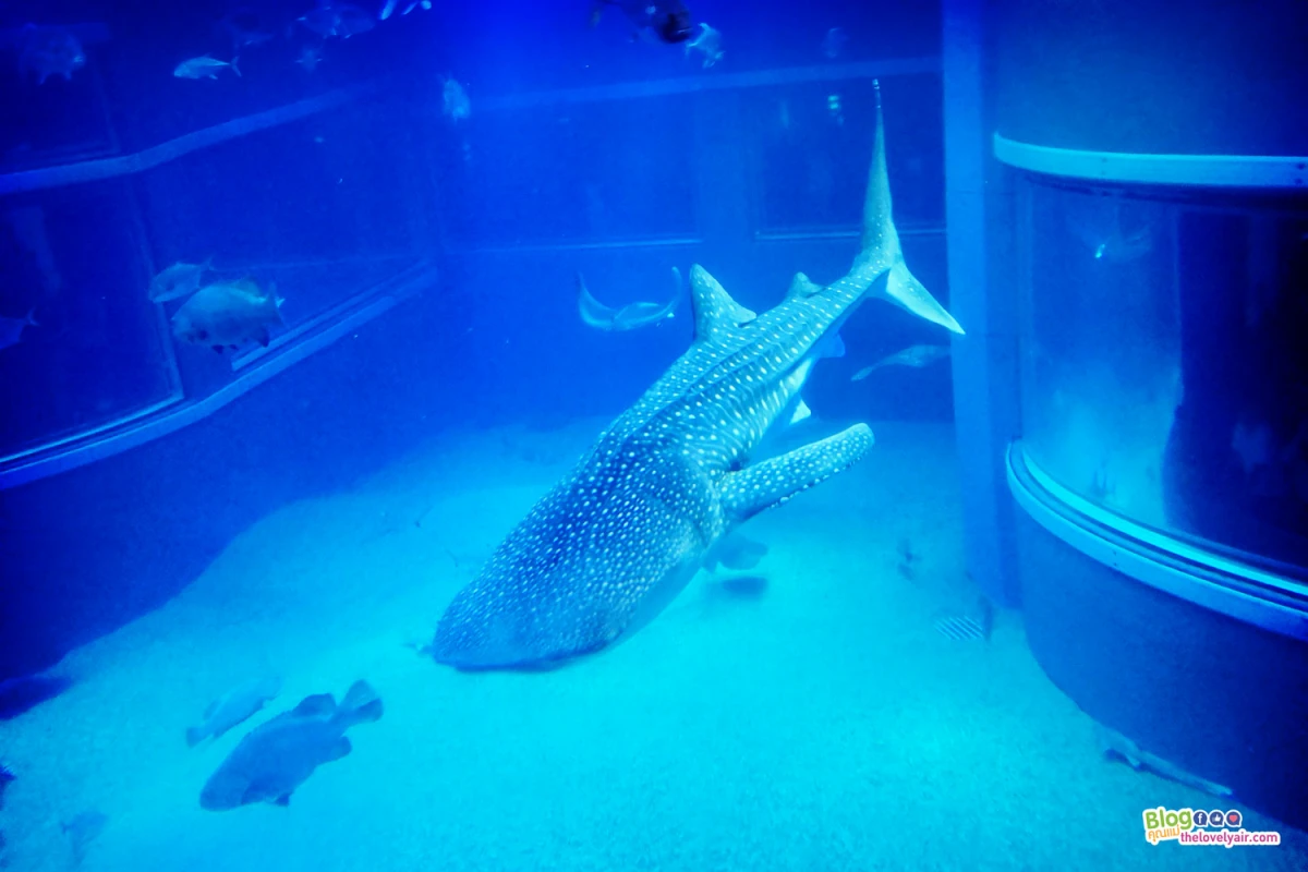 Osaka - โอซาก้า - TheLovelyAir