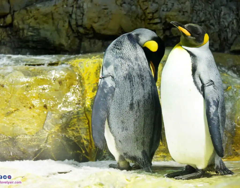 Osaka - โอซาก้า - TheLovelyAir