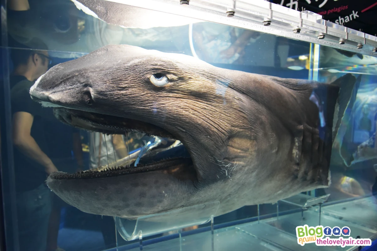 Osaka - โอซาก้า - TheLovelyAir