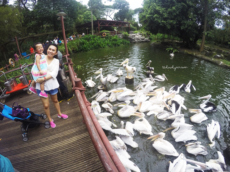Jurong-Bird-Park-lovelyair-13