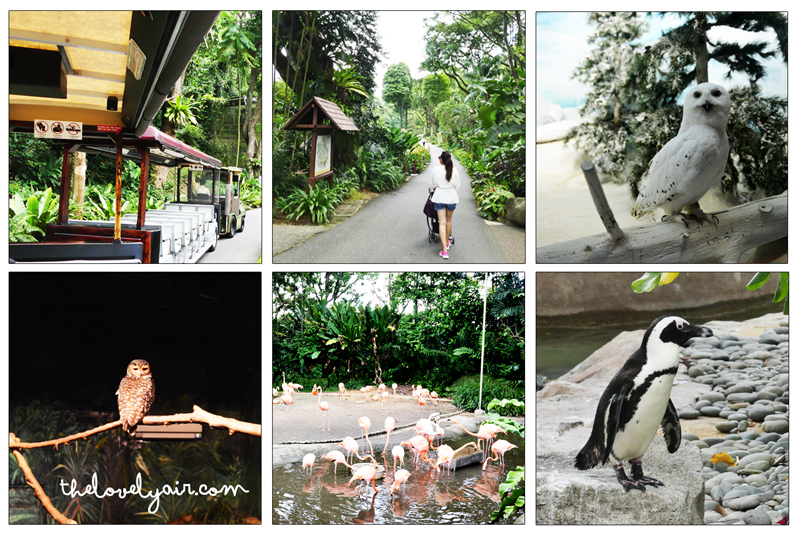Jurong-Bird-Park-lovelyair-2