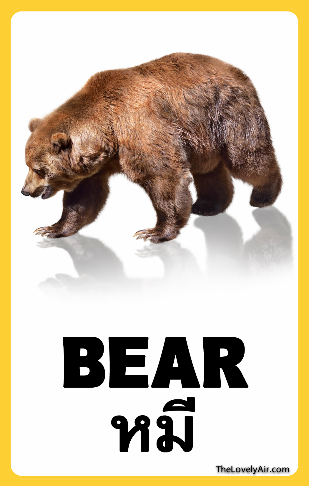 FlashCard---Bear