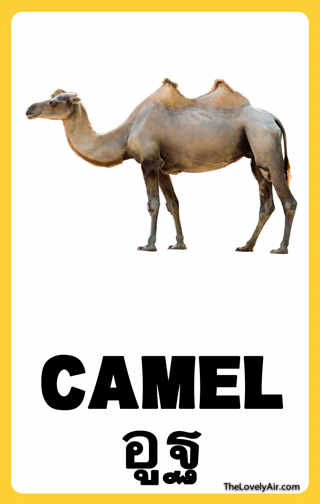 FlashCard---Camel
