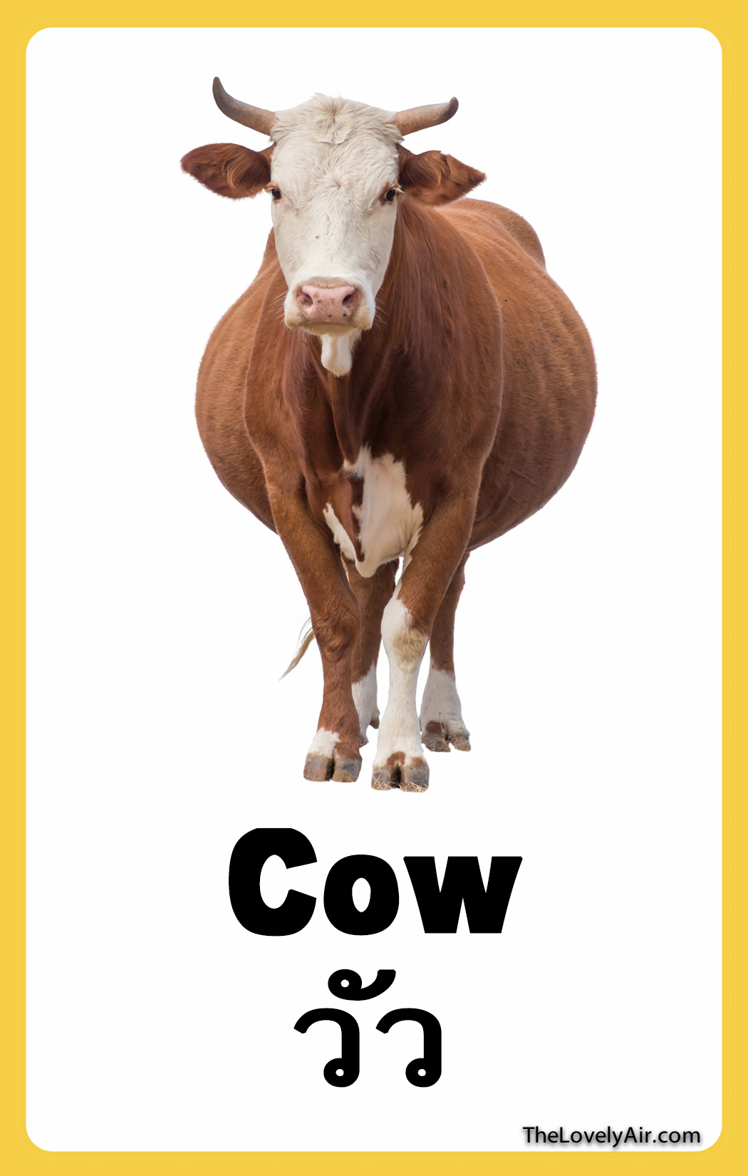 FlashCard - Cow