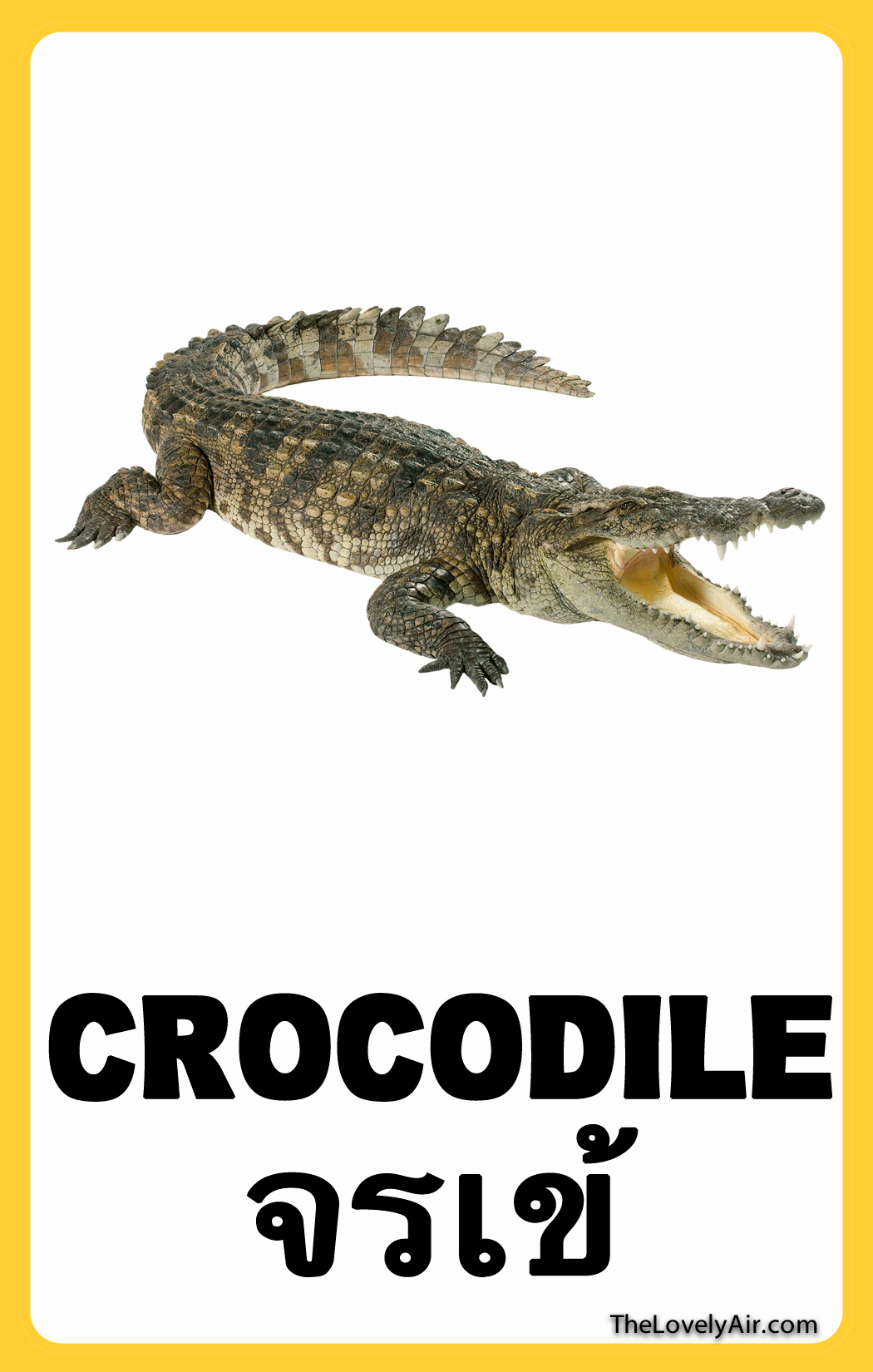FlashCard---Crocodile