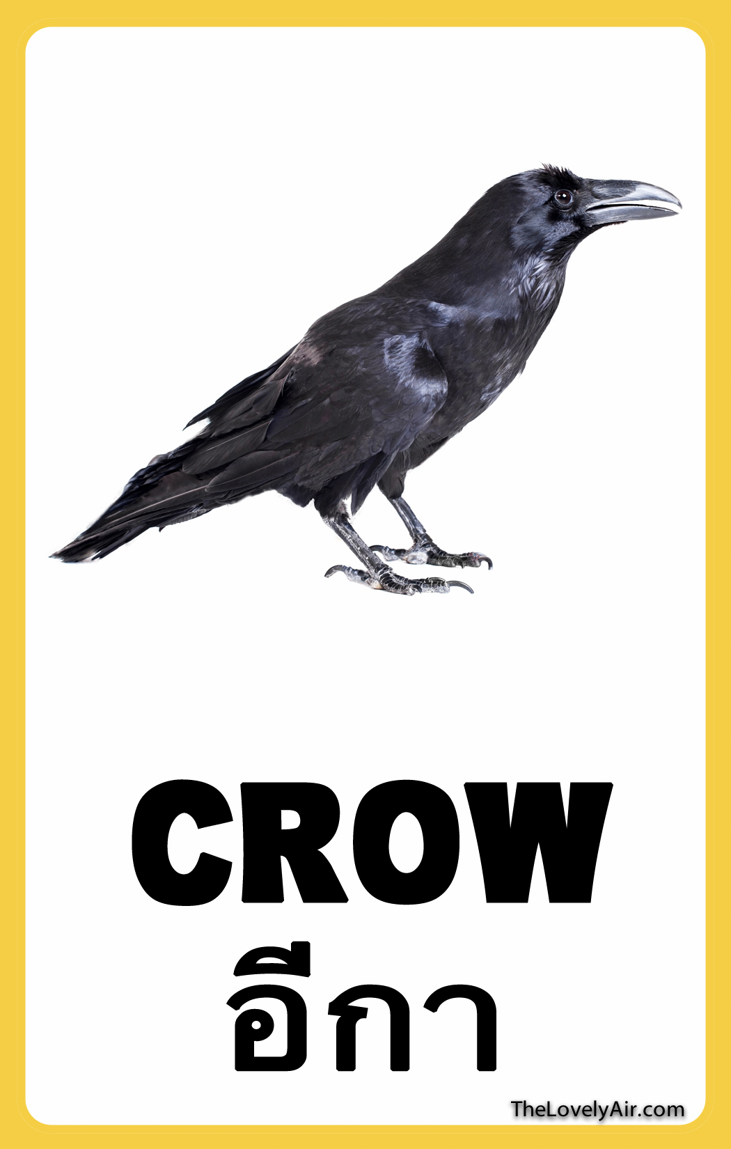 FlashCard - Crow