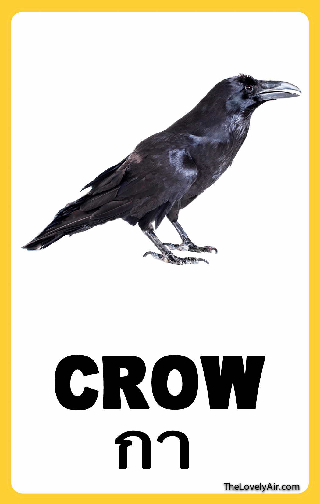 FlashCard---Crow