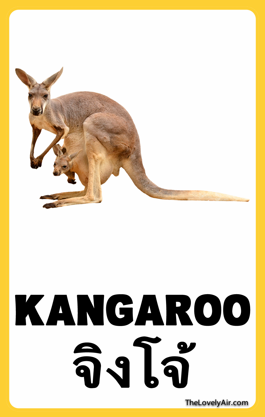 FlashCard---Kangaroo