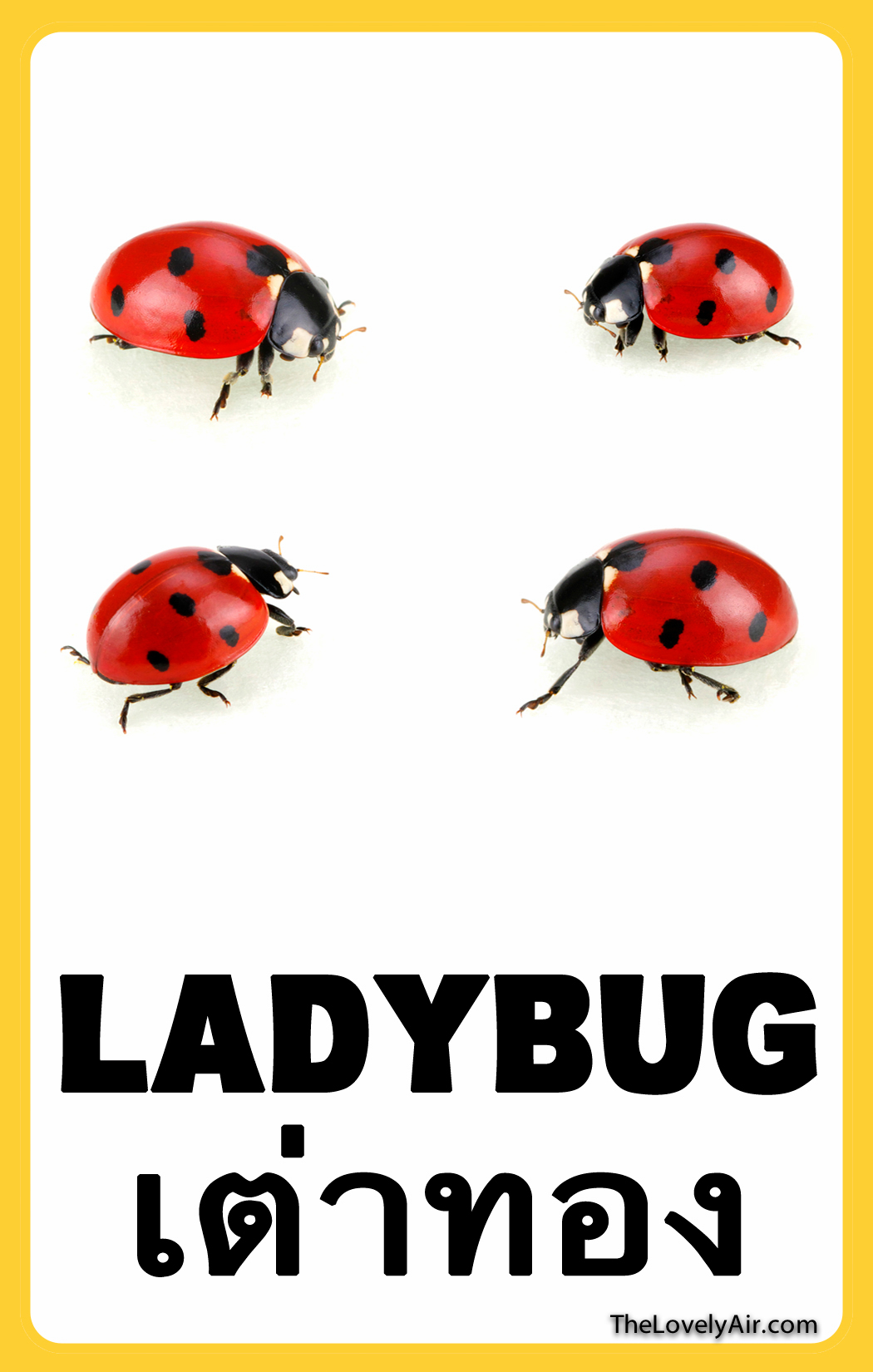 FlashCard---Ladybug