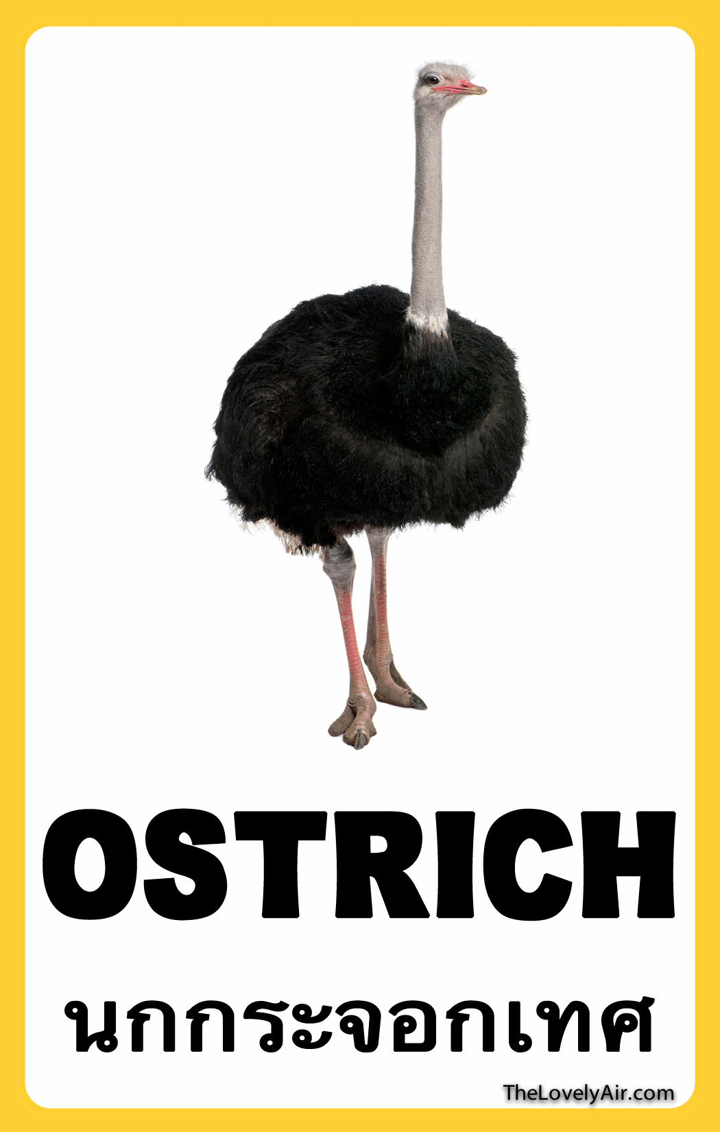 FlashCard - Ostrich