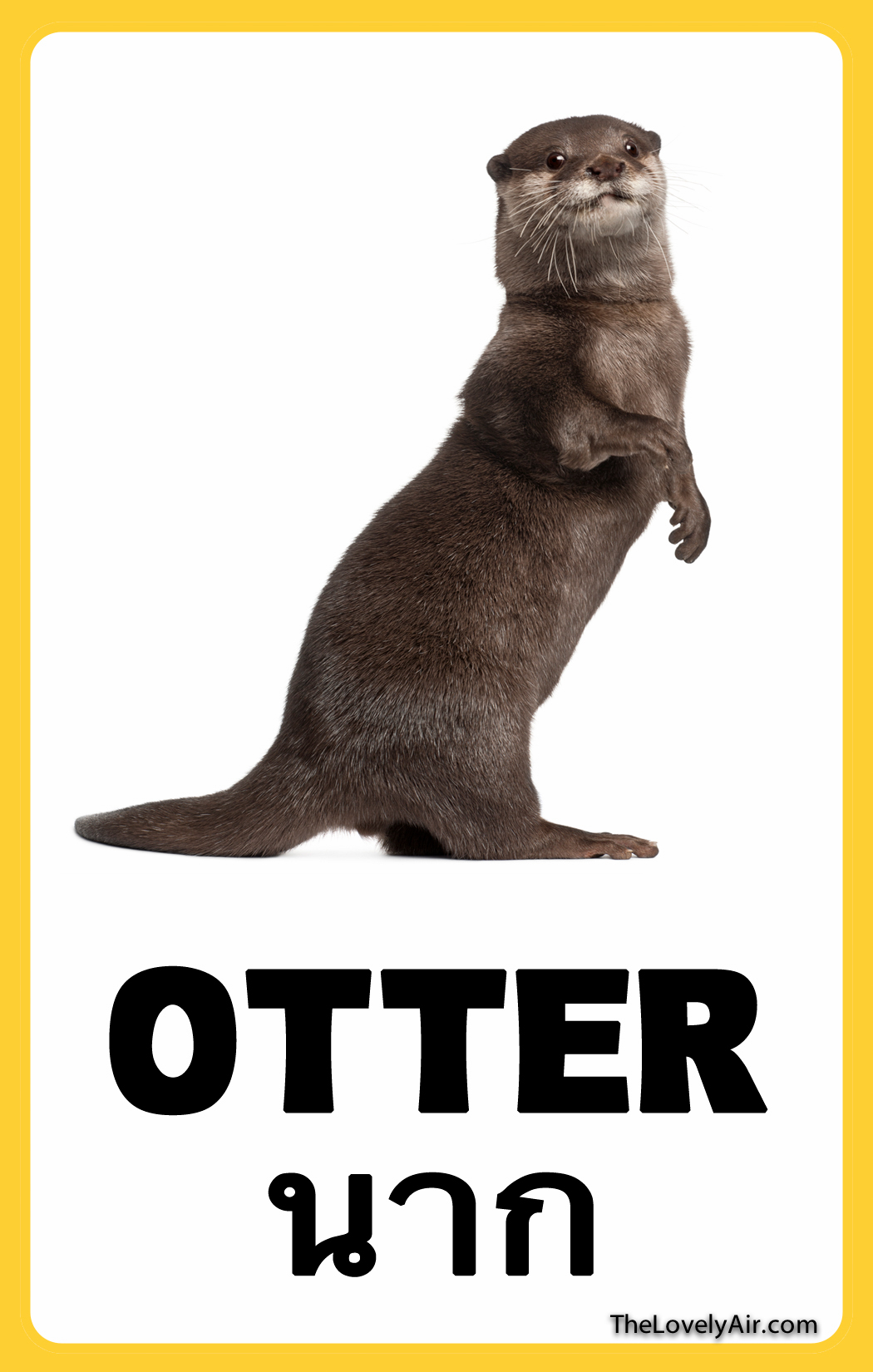 FlashCard---Otter