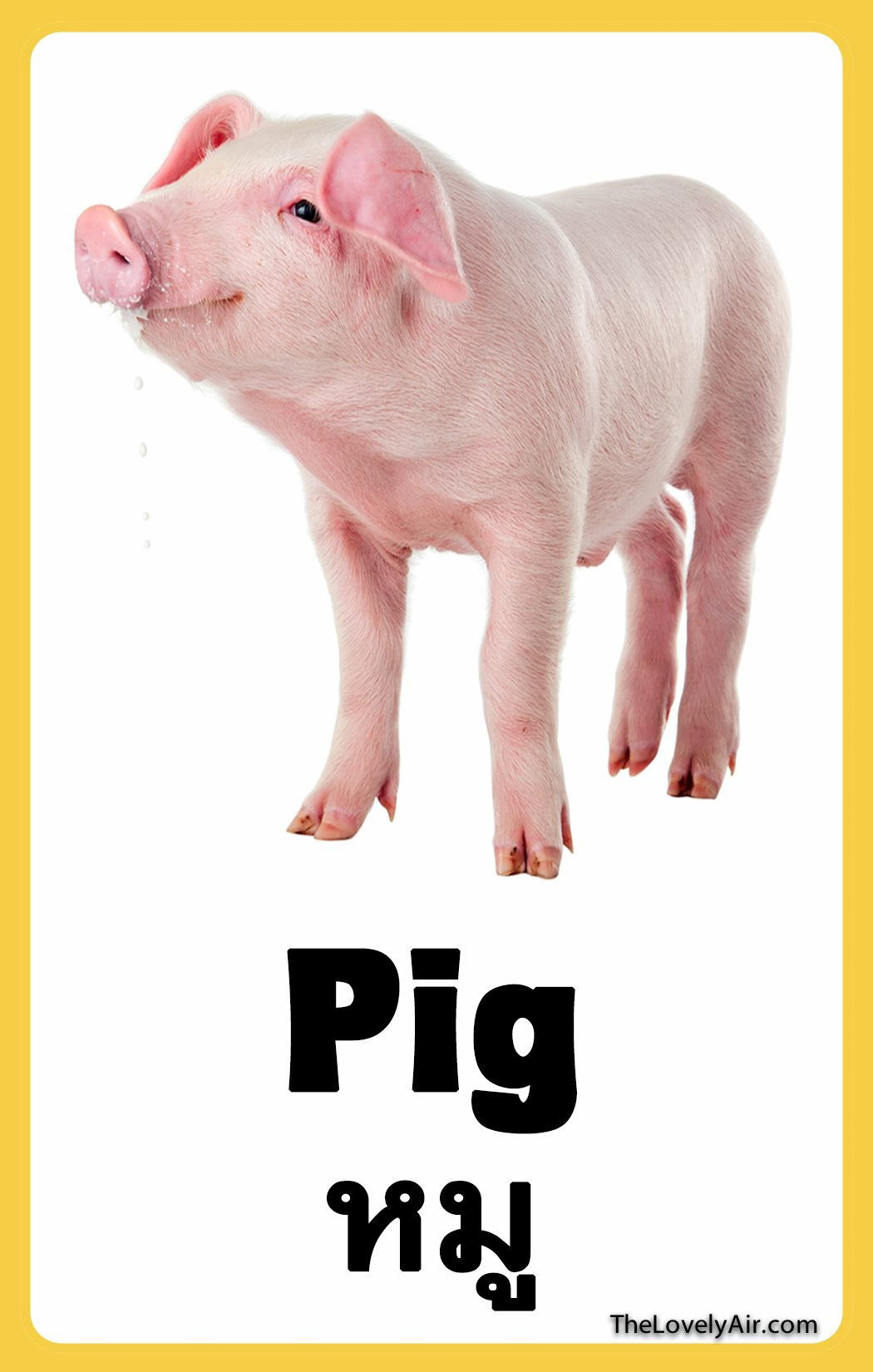 FlashCard - Pig
