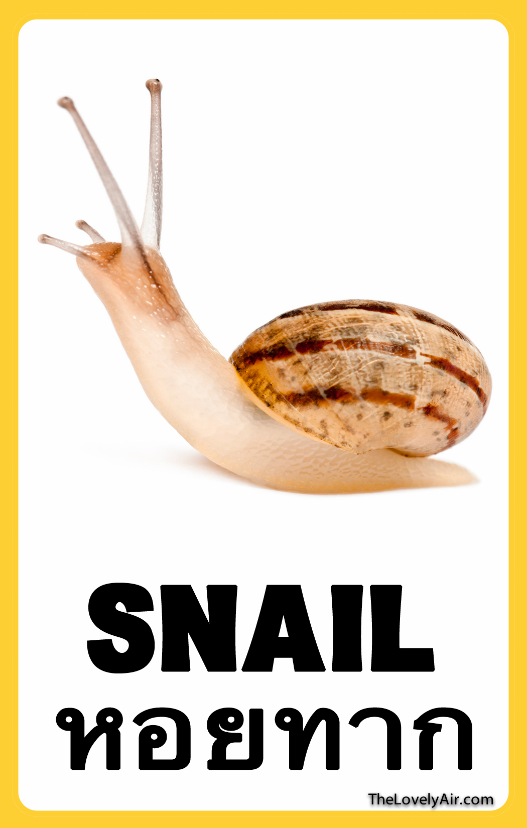 FlashCard---Snail