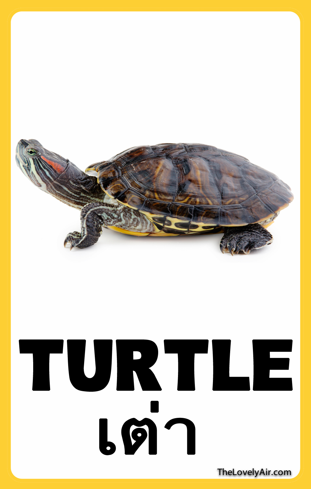FlashCard---Turtle