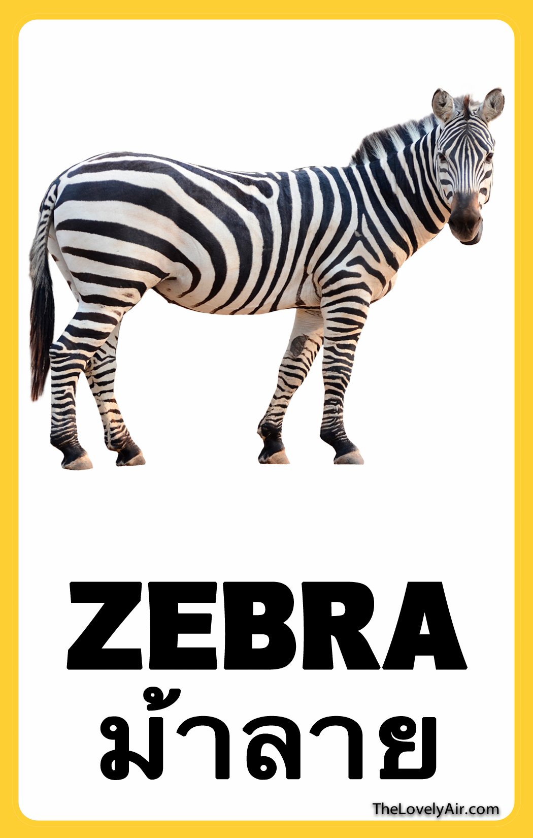 FlashCard---Zebra