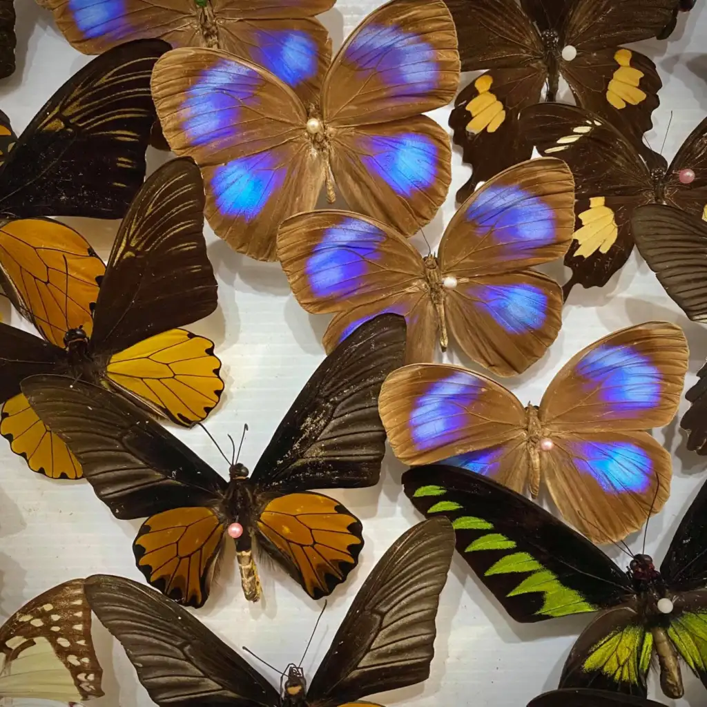 Siam Insect Museum