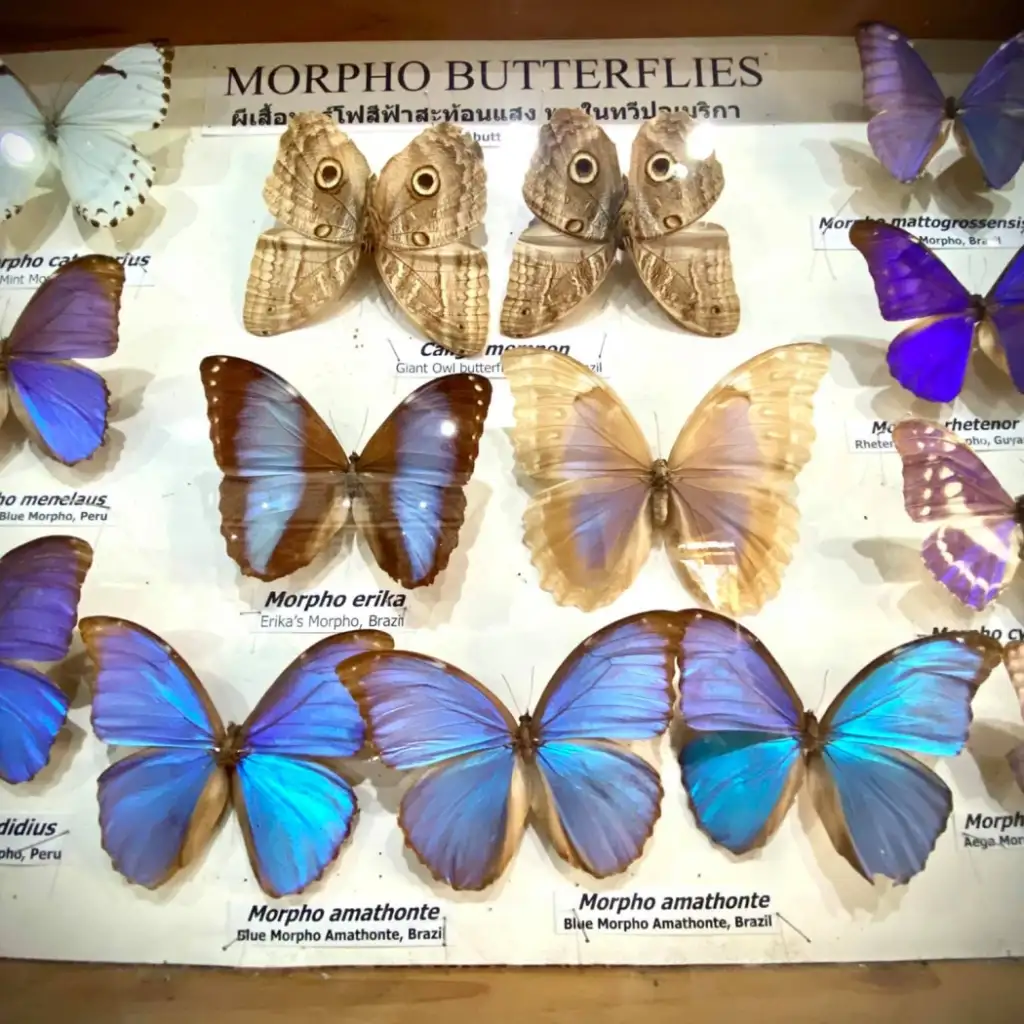 Siam Insect Museum