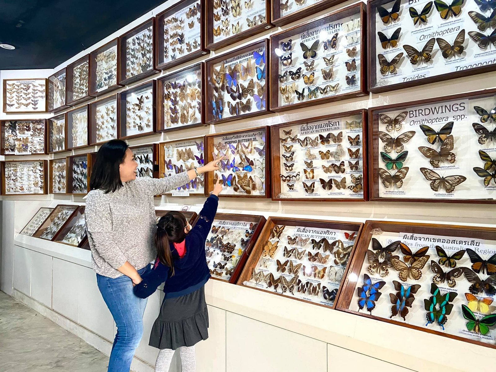 Siam Insect Museum